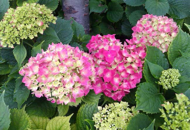 繡球花