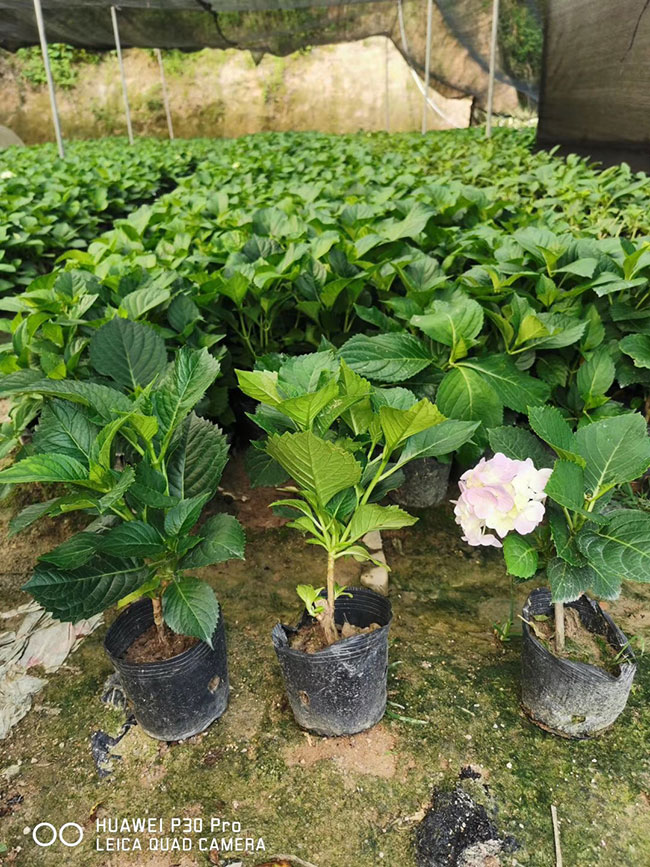 繡球花
