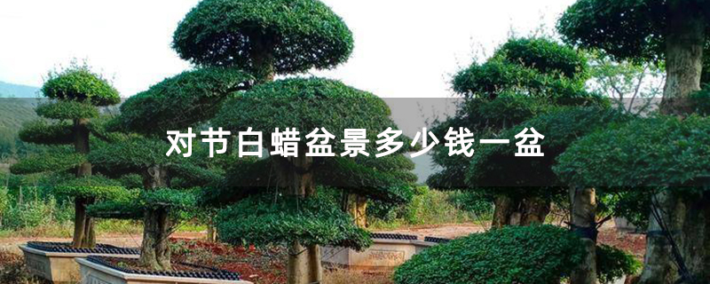 對(duì)節(jié)白蠟盆景多少錢一盆