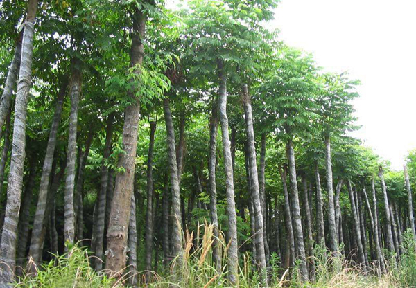 北欒基地實拍