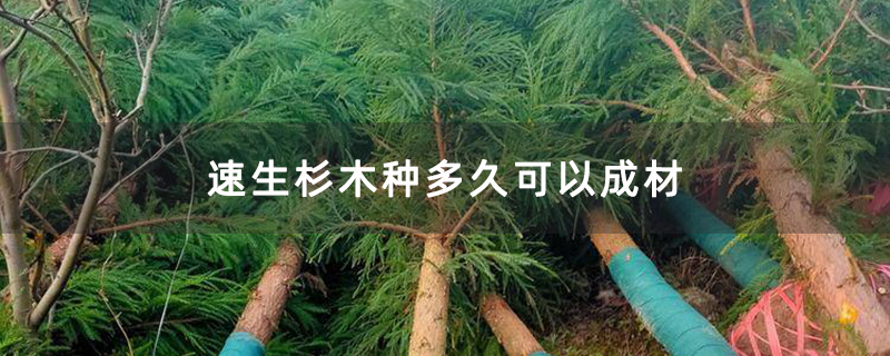 速生杉木