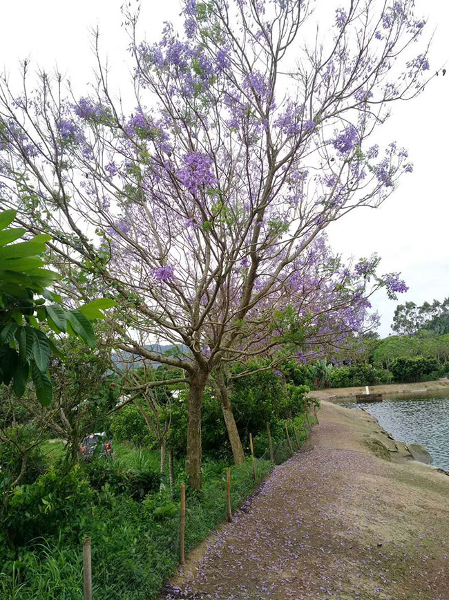 藍花楹多少錢一棵