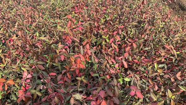 扶芳藤 扶芳藤