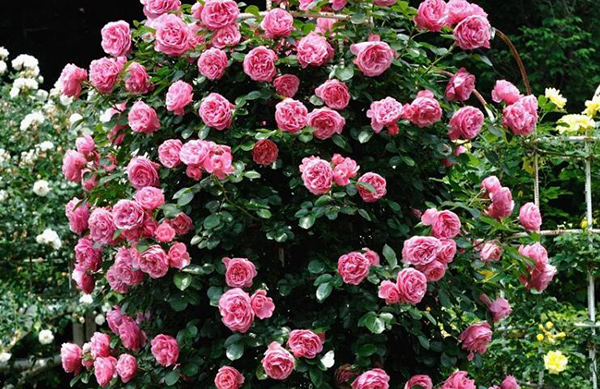小果薔薇 小果薔薇
