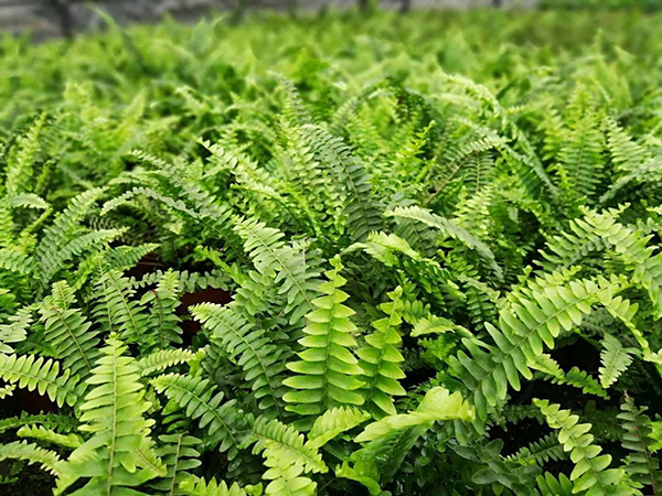 波斯頓蕨 波斯頓蕨
