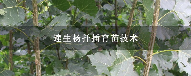 速生楊扦插育苗技術(shù)