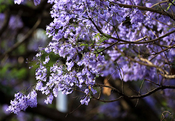藍花楹