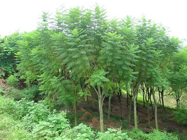 藍花楹苗木