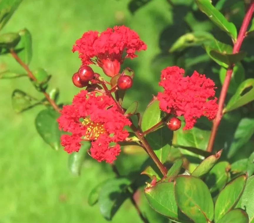 紅火箭5.jpg
