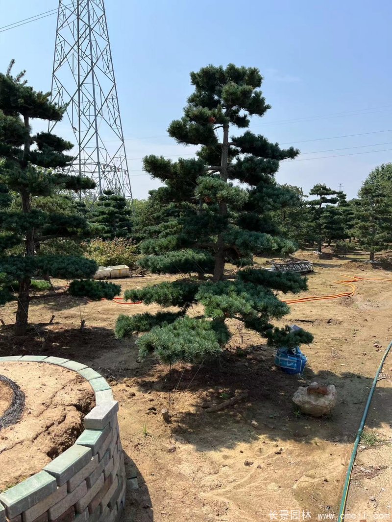 造型五針松 造型五針松