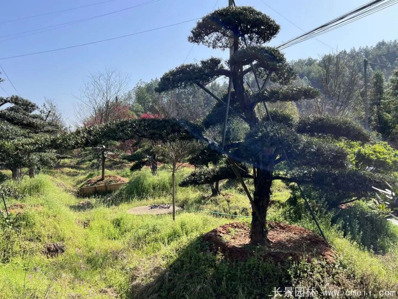 造型羅漢松 造型羅漢松