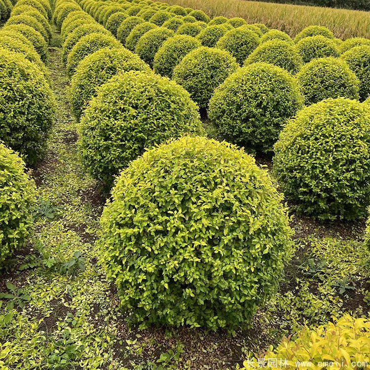 金冠女貞球 金冠女貞球