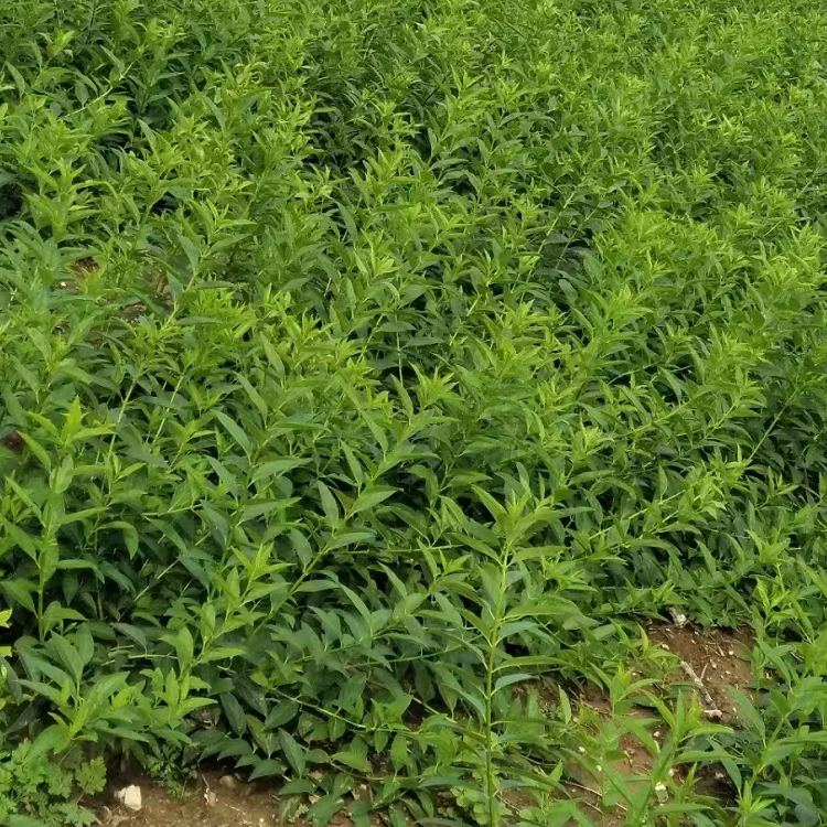 金鐘花葉子夏季的樣子 金鐘花葉子夏季的樣子