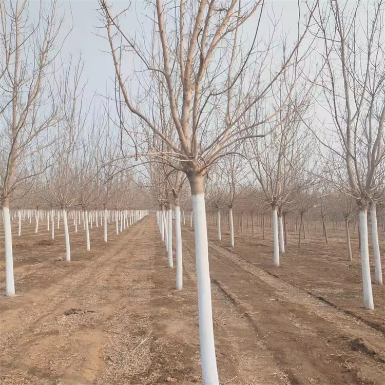 復(fù)葉槭 復(fù)葉槭