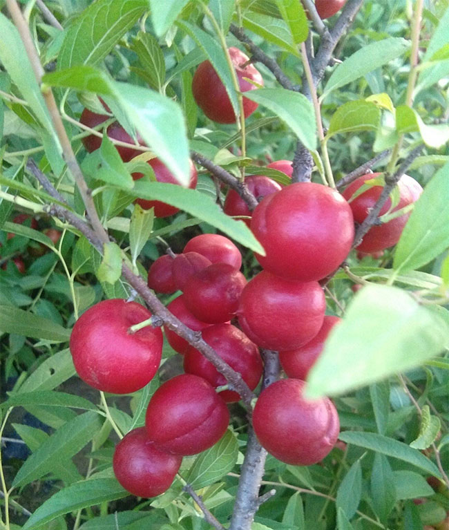 鈣果