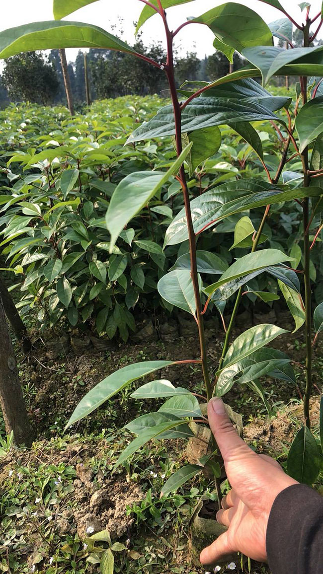香樟樹