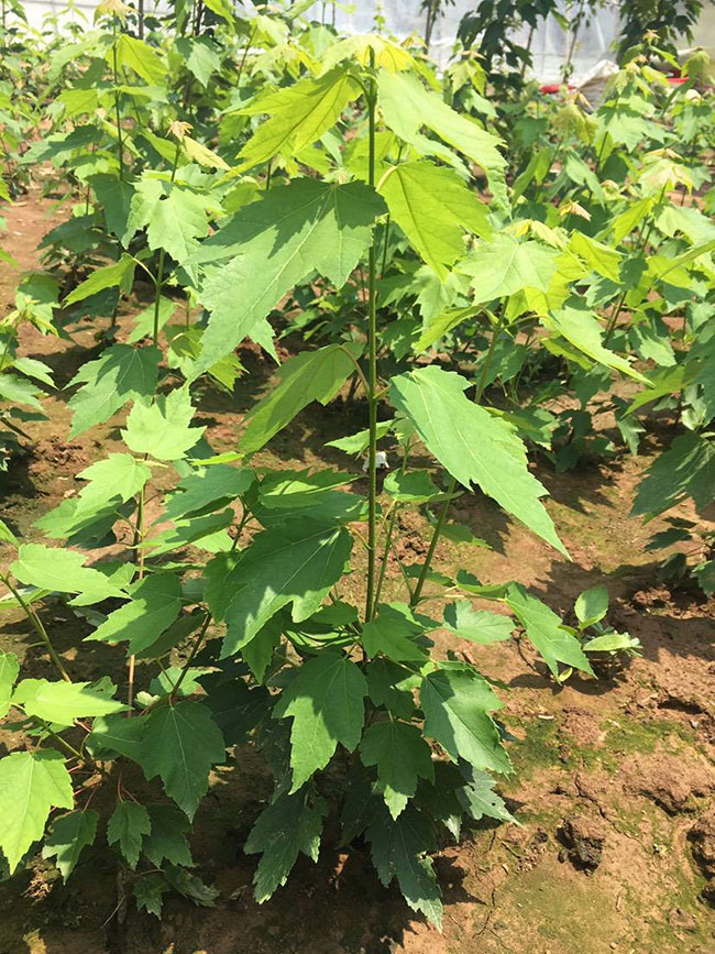 紅楓樹多少錢一棵?2020年紅楓樹價(jià)格最新價(jià)格