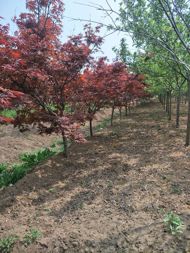 日本紅楓紅舞姬怎么養?紅舞姬紅楓養殖方法