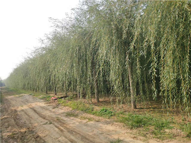 金絲垂柳照片種植基地實拍