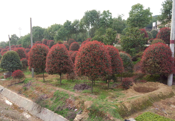 紅葉石楠
