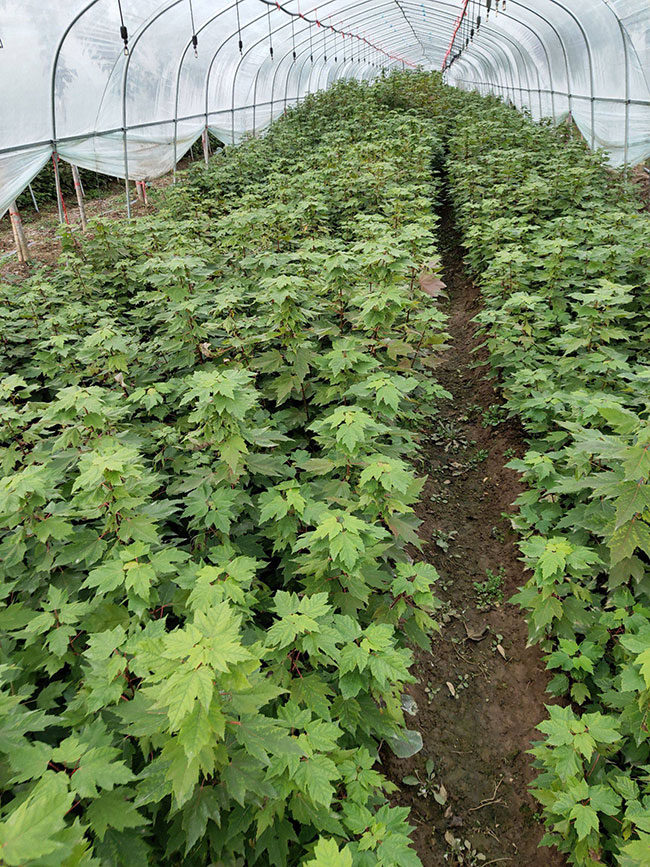紅楓多少錢一棵?2020年紅楓價(jià)格最新行情預(yù)測(cè)