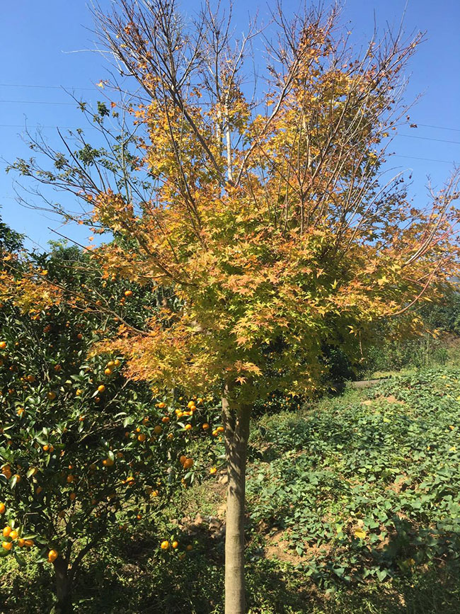 紅楓多少錢一棵?2020年紅楓價(jià)格最新行情預(yù)測(cè)