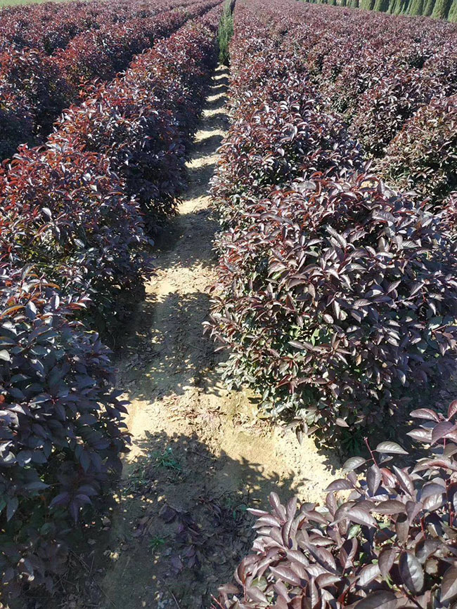 紅葉李