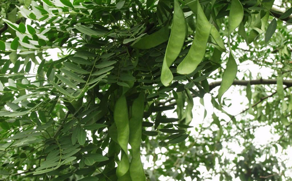 皂角樹(shù)