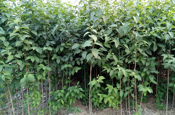 杜仲苗