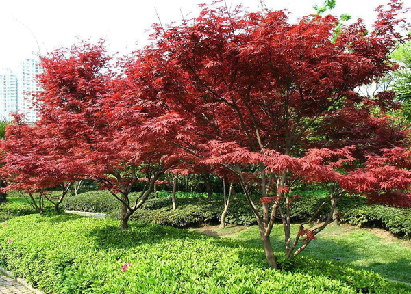 紅楓樹