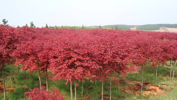紅楓樹