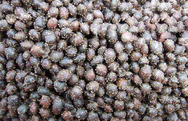 紅豆杉種子