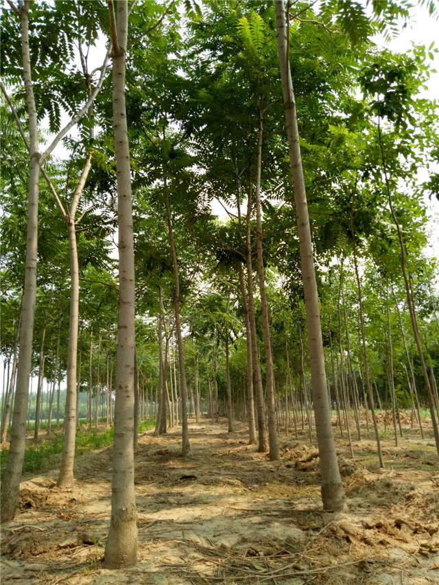 臭椿種植基地實(shí)拍