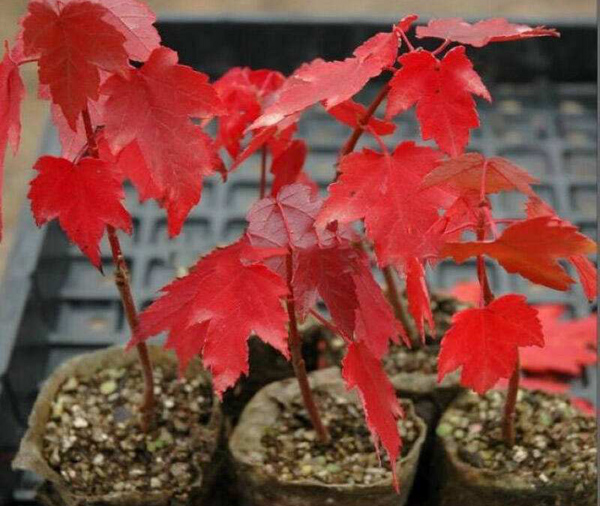 美國紅楓