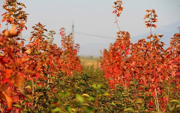 美國紅楓