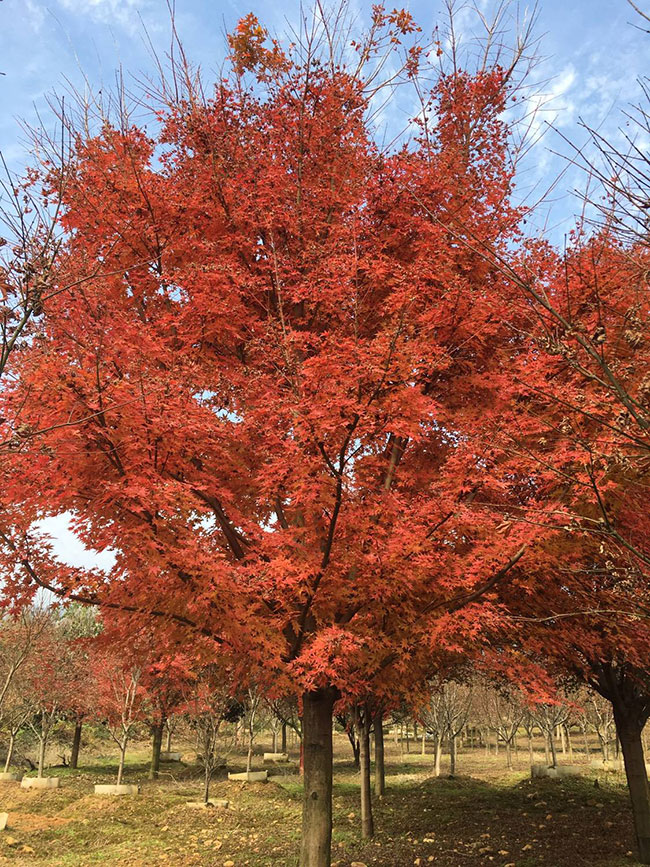 美國(guó)紅楓小苗怎樣種植?美國(guó)紅楓小苗管理技術(shù)