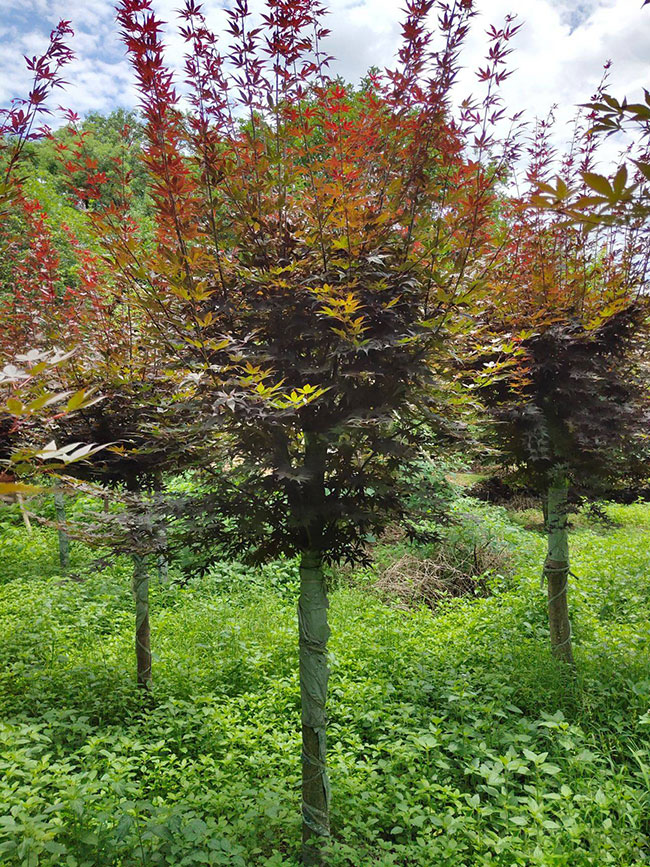 美國(guó)紅楓小苗怎樣種植?美國(guó)紅楓小苗管理技術(shù)