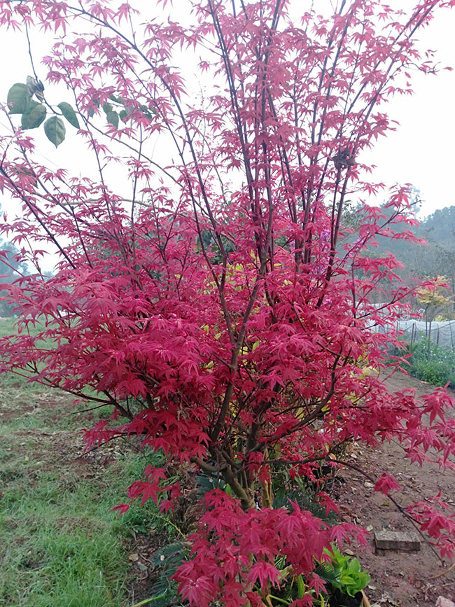 美國(guó)紅楓小苗怎樣種植?美國(guó)紅楓小苗管理技術(shù)