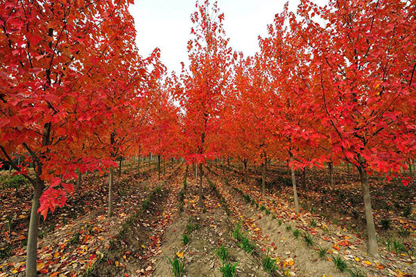 美國(guó)紅楓
