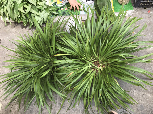 石菖蒲