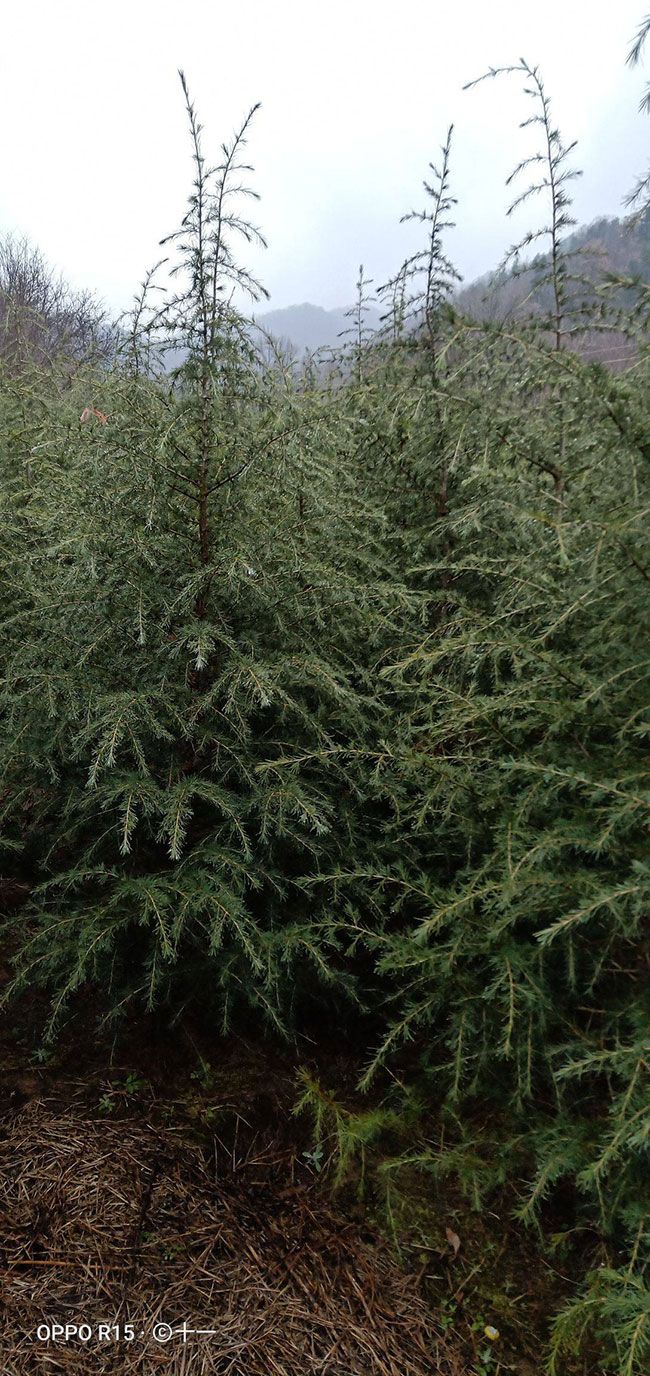 雪松多少錢(qián)一棵?2020年雪松價(jià)格最新行情預(yù)測(cè)