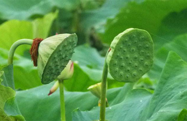 蓮花的花語是什么?蓮花的寓意和象征