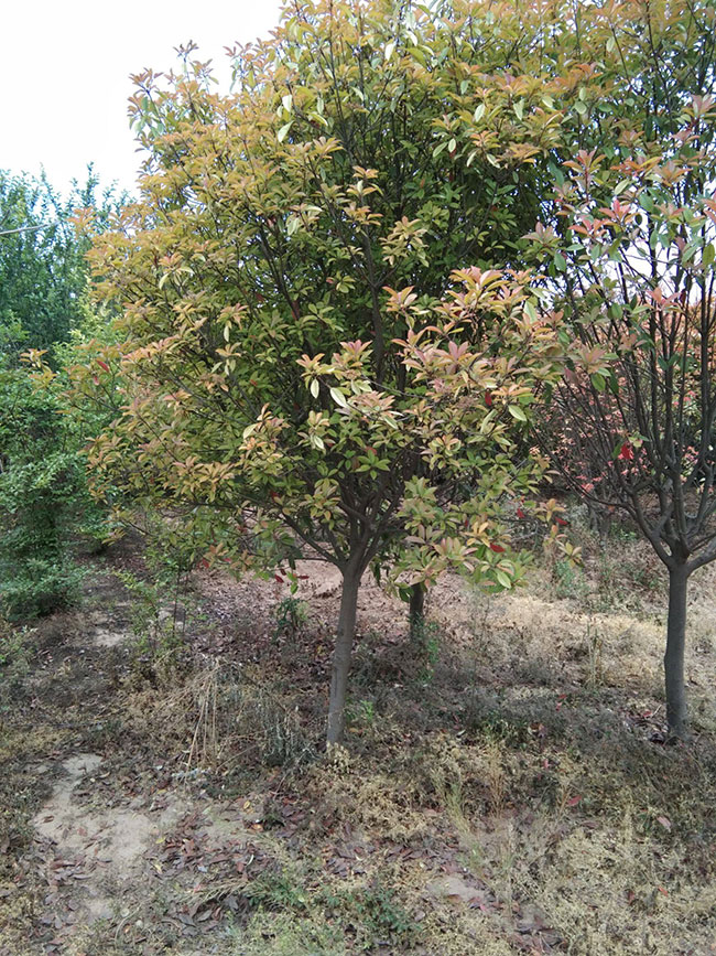石楠樹價(jià)格
