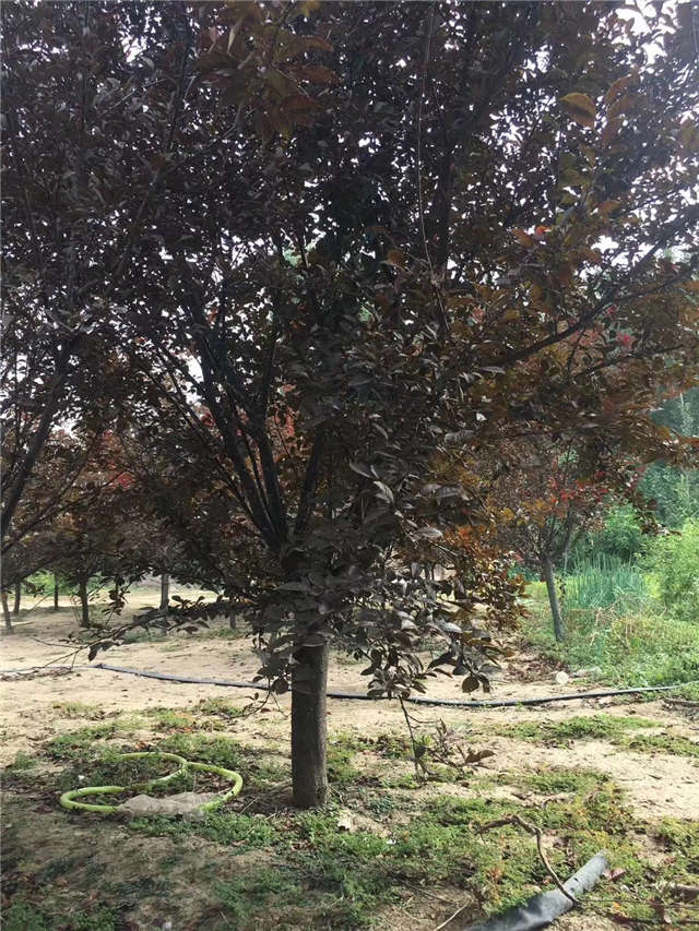 紫葉李照片種植基地實拍