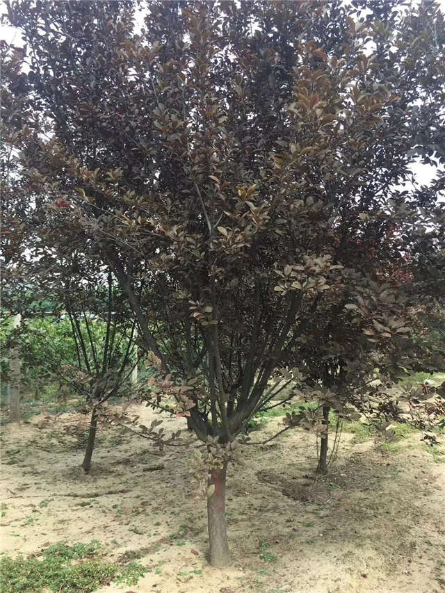 紫葉李照片種植基地實(shí)拍