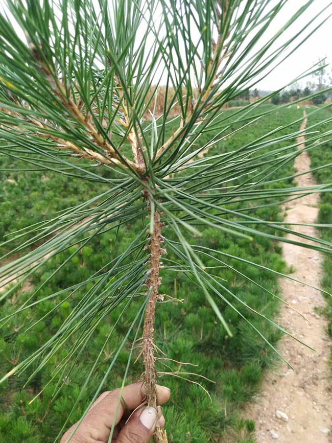 松樹