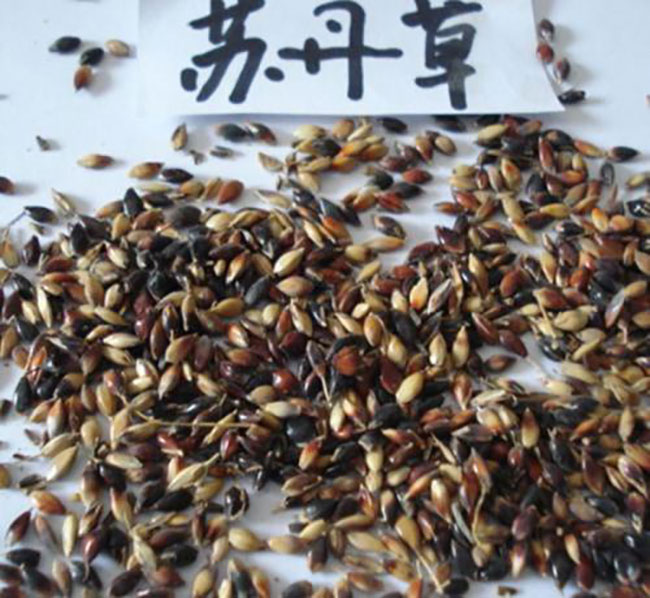 蘇丹草幾月份播種?蘇丹草種植技術(shù)和方法