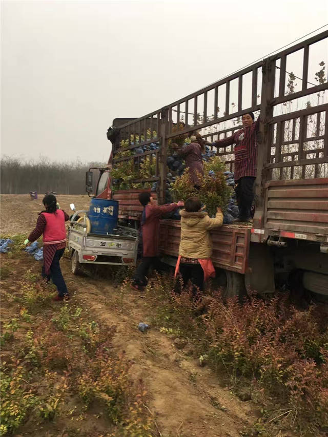 金葉女貞裝車現(xiàn)場照片