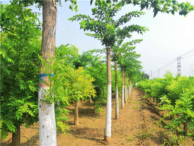 沭陽長景園林蝴蝶槐種植基地實拍圖片