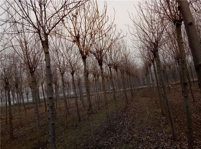 金枝白蠟照片種植基地實拍